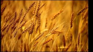 ЖЕЛТЫЕ ПШЕНИЧНЫЕ ПОЛЯ