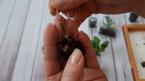 Глоксинии!Укорененные макушки глоксиний и сеянцев нарастили клубни.