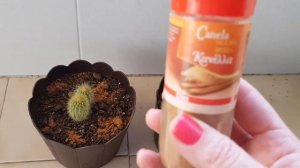 Как избавится от мошек в цветах !