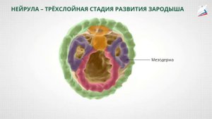 Онтогенез. Эмбриональное развитие организма