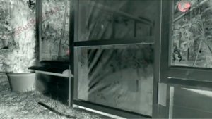 Аdvertising Реклама Китикет Kitekat Борис поймал пчелу In Old School