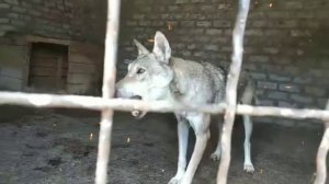 Страшный волк🐺