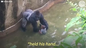 Experts Weigh In On Harambe's Last Moments