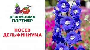 ПОСЕВ ДЕЛЬФИНИУМА