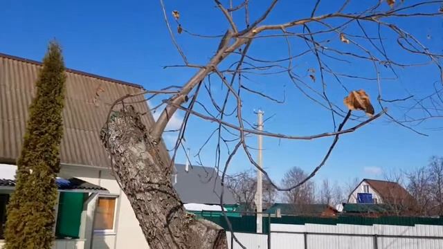 Не опоздайте с обрезкой сада! смотреть онлайн