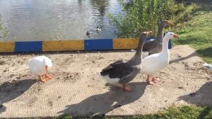 Вредные гуси на даче