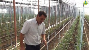 МАССОВОЕ ОПЫЛЕНИЕ ТОМАТОВ. ИСКУССТВЕННОЕ ОПЫЛЕНИЕ (06-08-2019)
