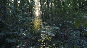 3 ЧАСА САМОЙ КРАСИВОЙ РАССЛАБЛЯЮЩЕЙ МУЗЫКИ. Фортепьяно, скрипка, пение птиц, журчание ручья.