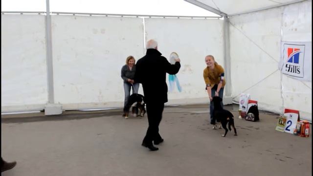 Entlebuchers' Club Show_Moscow 05.10.14_Best junior смотреть онлайн