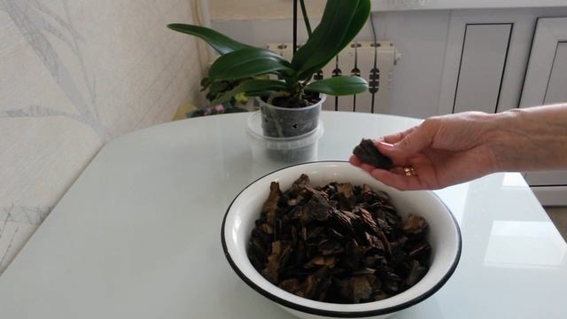 Пересаживать ли орхидею полученную в подарок? смотреть онлайн