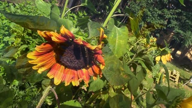 ДЕКОРАТИВНЫЕ ПОДСОЛНУХИ (Sunflower) смотреть онлайн