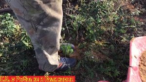 Осеняя посадка саженцев, сеянцев горной сосны МУГУС.  Сажаем осенью 10 саженцев горной сосны МУГУС.