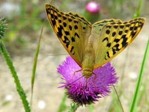 Бабочки. Боярышница. Перламутровка.