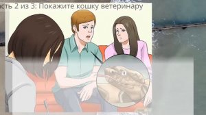 Как лечить кошку от укуса змеи, если кошка еще не померла