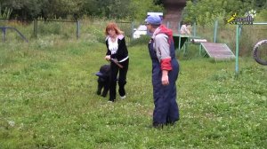Дрессировка чёрных терьеров ЗКС 2, как научить собак бороться за добычу