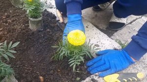 Высадка БАРХАТЦЕВ на клумбу