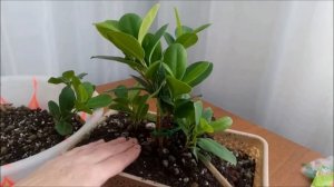 Посадка черенков фикуса Moclame.  Осень 2021  #bonsai  #BonsaiNaBalkone