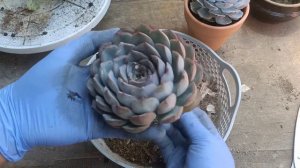 10 Succulent Tips For Beginners : Repot with Me.