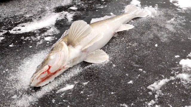 Солигорское водохранилище. Первый лёд 2020. смотреть онлайн