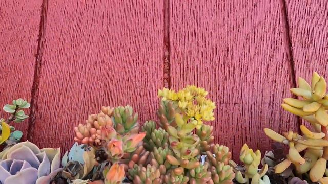 succlent gutters check up смотреть онлайн