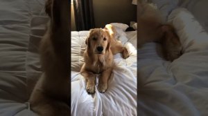 Lazy Dog Won't Get Out of Bed | Compilation