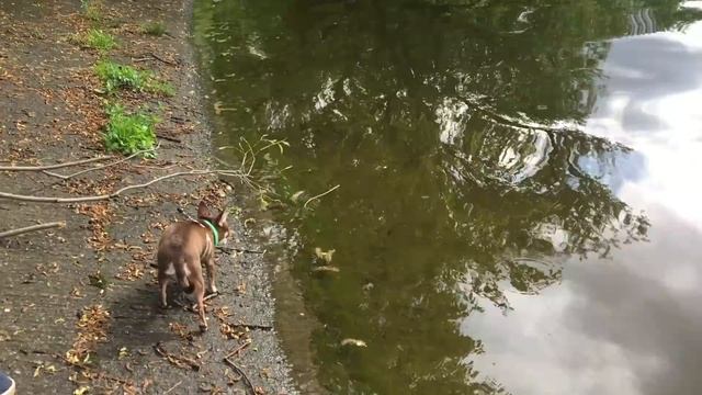Так много воды чихуахуа Фондю еще никогда не видела! Решится ли она искупаться? смотреть онлайн