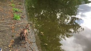 Так много воды чихуахуа Фондю еще никогда не видела! Решится ли она искупаться?