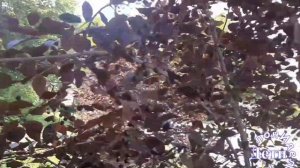 Черёмуха краснолистная. В Новосибирске