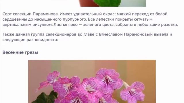 Стрептокарпус.  Основные виды и сорта стрептокарпусов, фото с названиями.