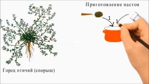 Трава спорыша при мочекаменной болезни #траваспорыша, #мочекаменнойболезни