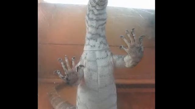 Нильский варан крут. 18.09.2016 смотреть онлайн