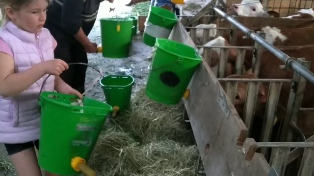 Ферма в Австрии / Коровы и телята на ферме в Австрии / Домашние животные на ферме /Коровы и телята
