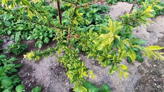 Восадули 2023... смотреть онлайн