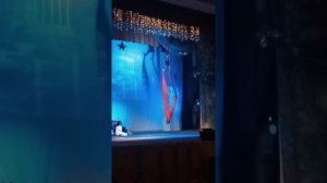 Новогодняя сказка "Птица счастья"