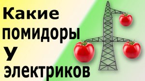 Как выращивать рассаду томатов (помидоров), перцев, баклажанов. Сроки посева и посадки томатов.