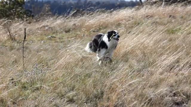 CANON 450D SlideShow 2 смотреть онлайн