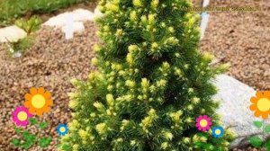 Ель сизая Рэйнбоуз Энд. Краткий обзор, описание характеристик picea glauca Rainbow's End