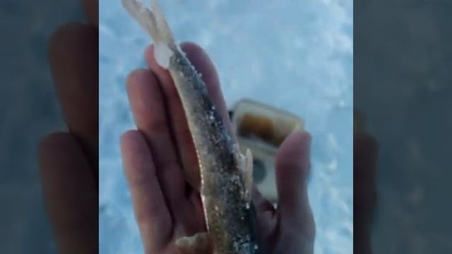 Ловля пескаря зимой!