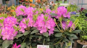 Rhododendron 'Roseum Elegans' // STUNNING, large flowers on this reliable NATIVE evergreen!