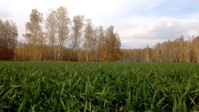 Энергия Роста. озимые