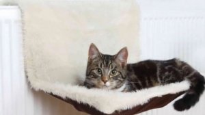 Мебель для домашних животных как бизнес идея