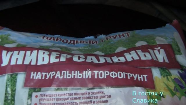 Колеус. Coleus.Размножения Черенками. смотреть онлайн