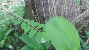 Черемша в Германии