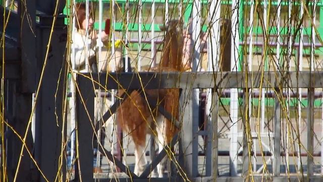 Птицы и звери, зоопарк в Гродно. смотреть онлайн