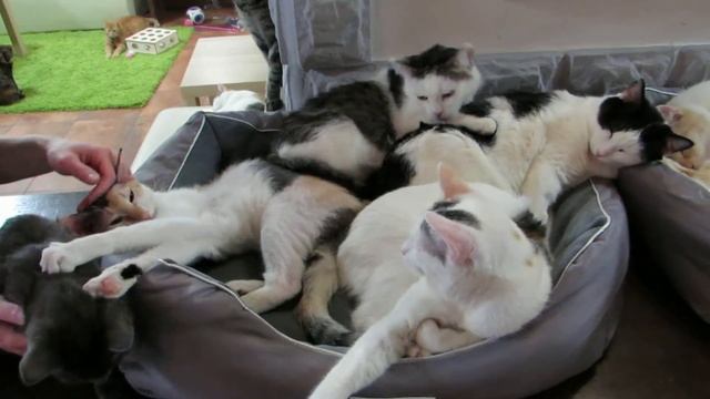 Котокафе 