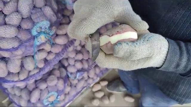 Картофель семенной Ред Скарлет ООО "Заповедник" смотреть онлайн