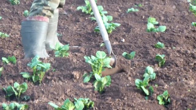 Как окучивать картошку -инструкция- 2011 смотреть онлайн