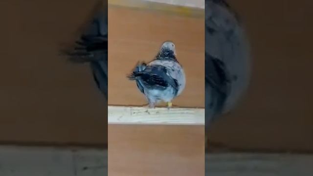 Свердловские высоколетные мраморной масти лучининской линии из питомника Наумыча. смотреть онлайн