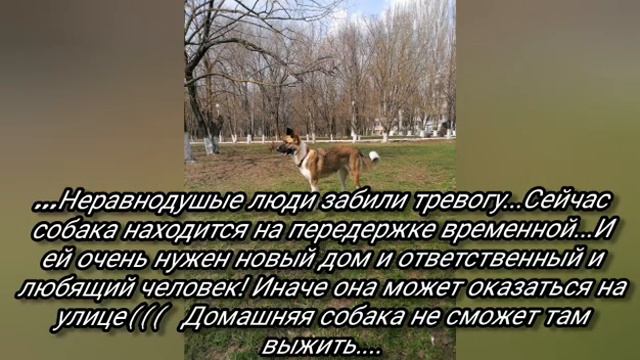 Руту предали 