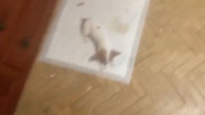 ЧИХУАХУА И КОТЫ! ОТНОШЕНИЯ!!!